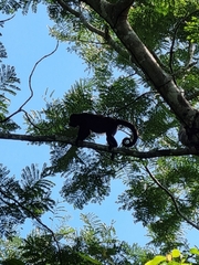 Alouatta palliata