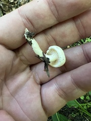 Hygrophorus eburneus