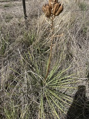 Yucca campestris