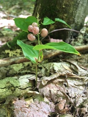Maianthemum canadense