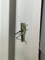 Schistocerca obscura