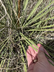 Yucca campestris