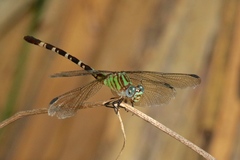 Erpetogomphus eutainia
