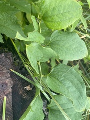 Smilax tamnoides