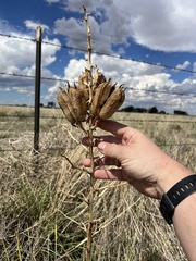 Yucca campestris