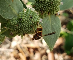 Euodynerus hidalgo