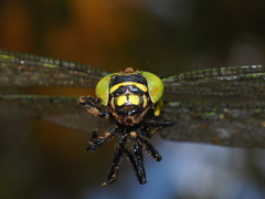 Cordulegaster erronea