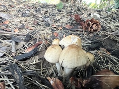 Candolleomyces
