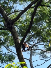 Alouatta palliata