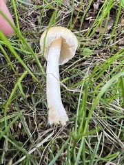 Candolleomyces