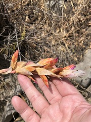 Tillandsia latifolia