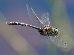 Somatochlora albicincta