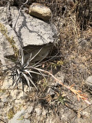 Tillandsia latifolia
