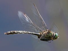 Somatochlora albicincta