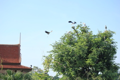 Mycteria leucocephala