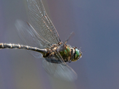 Somatochlora albicincta