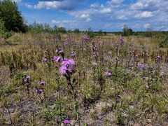 Liatris novae-angliae
