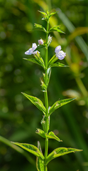 Mimulus alatus