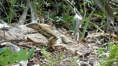 Aspidoscelis guttatus