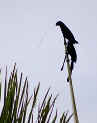 Crypsirina temia