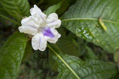 Ruellia tubiflora