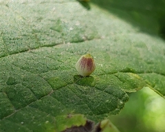 Celticecis globosa