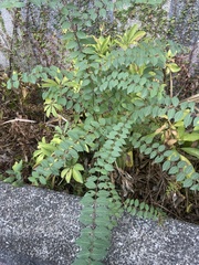 Lagerstroemia subcostata