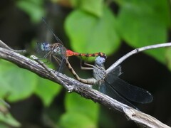 Sympetrum ambiguum