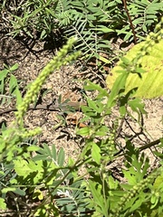 Aspidoscelis sexlineatus