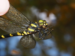 Cordulegaster erronea