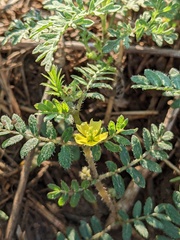 Tribulus terrestris