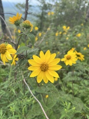Helianthus