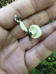 Hygrophorus eburneus