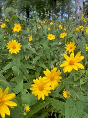 Helianthus