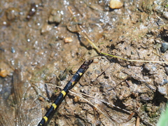 Cordulegaster erronea