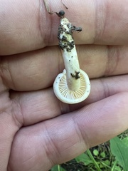 Hygrophorus eburneus