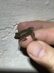 Eleutherodactylus planirostris