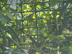 Acrocephalus bistrigiceps