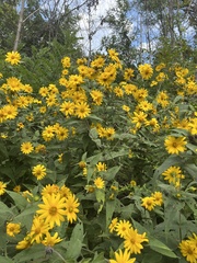 Helianthus