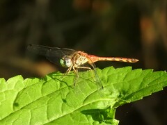 Sympetrum ambiguum