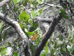 Accipiter trivirgatus