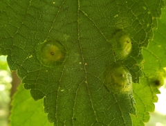 Pachypsylla celtidisumbilicus