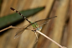 Erpetogomphus eutainia