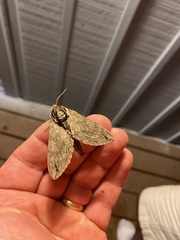 Ceratomia catalpae
