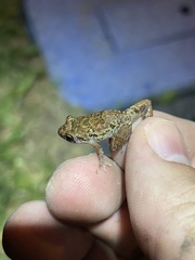 Eleutherodactylus planirostris