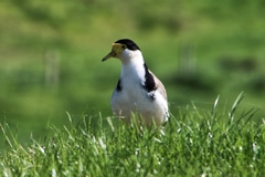 Vanellus miles novaehollandiae