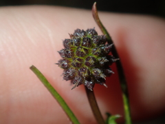 Opercularia vaginata