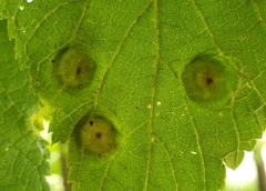 Pachypsylla celtidisumbilicus