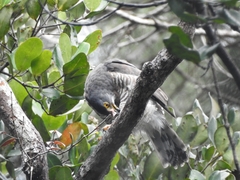 Accipiter trivirgatus