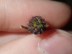 Opercularia vaginata